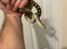 Bull snake