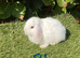 Pure bred mini lops .5 girls 3 boys .
