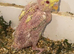 Rad i Yellow dun fallow baby buddie splite bf
