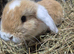 Mini lops 8 week old ready for new homes now