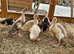 Indian Runner Duck ducklings