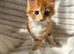Cute fluffy half mainecoon kitten