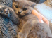 British Blue and Bluepoint