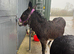 2 Female Jennings Donkeys