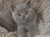 Adorable British shorthair kittens female