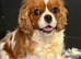 Stunning HEALTH TESTED cavalier pups