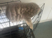 Adorable boy flea worming done fully litter trained