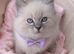 Adorable ragdoll kittens