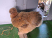 Silkie hens white and brown