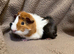 baby boy guinea pigs