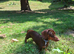 Male Dachshund