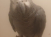 Female African Grey Talking Parrot