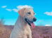 Kc well bread Labrador puppies