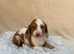 6 Dachshund Boys  available