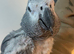 Exceptional Congo African Grey Parrot