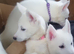 White Husky Pups looking for their forever homes