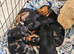 Beautiful Mini Dachshund Puppies Looking For Their Forever Homes