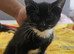 Gorgeous male kitten