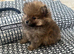 Pomeranian puppy