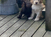 Stunning cockapoo puppies
