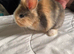 2 Female Baby Rabbits For Sale