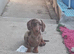 Luna the miniature dachshund