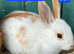 2 Dutch rabbits and 1 English spot all babies