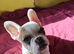 Beautiful puppy available