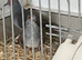 Diamond doves