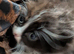 *REDUCED PRICE! Siberian x BLH kittens