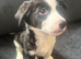 8 week old Collie X puppies &pound;295