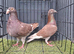 muleman breeder Pair