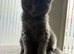 10week old girl BSH