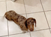 Choclate dapple female up to date with everything healthy good with kids and other dogs age 3