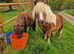 Livery Yard based in Caerphilly county