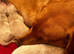 Gorgeous Goldador Puppies