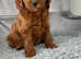 KC EXTENSIVELY HEALTH TESTED POODLE