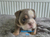 English bulldog