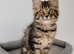 Tica registered maine coon kittens