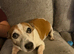 Jackrussell
