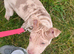 Sheba approx 2 year old shar pei cross bully