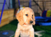 Cooker spaniels puppies