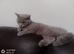 Lilac female British Shorthair