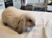 Beautiful Mini lop looking good a home