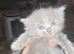 Munchkin cross Ragdoll Kittens