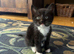 Female Mixed breed Kitten Ready now
