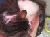 Kitten