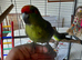 Tame cock kakariki.