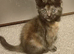 Maine coon x Ragdoll kittens ready to leave now!