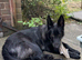 Beautiful 8mth old male black gsd for sale